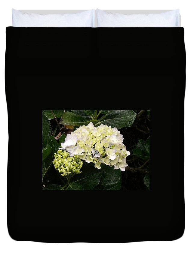 Flower Duvet Cover featuring the photograph White Hydrangeas by Amy Fose