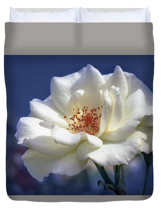 Background Duvet Cover featuring the photograph White rose on a blue background by Tim Abeln