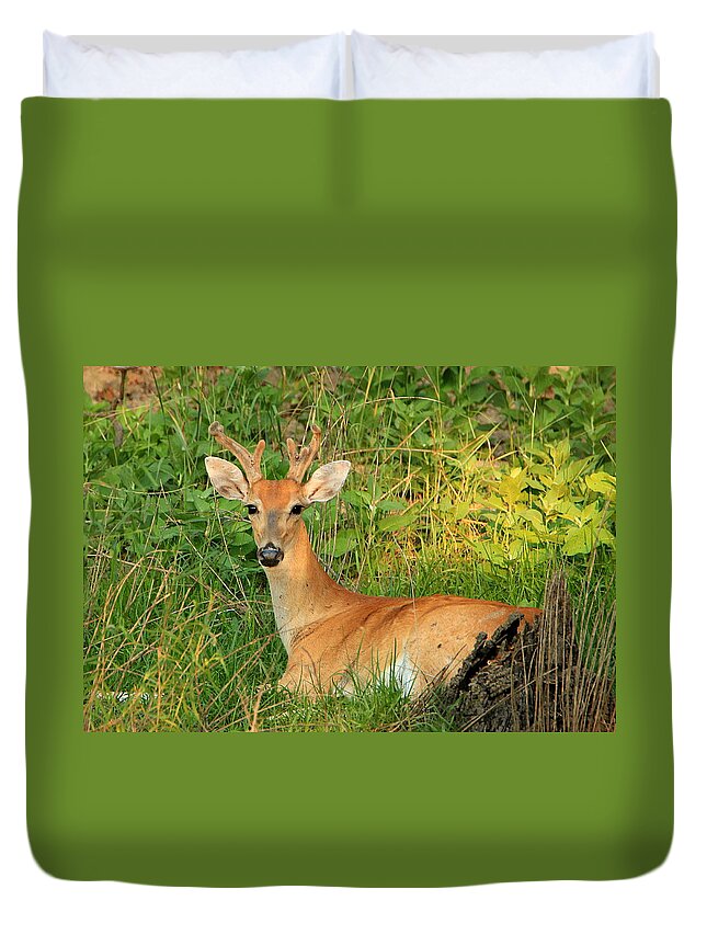 Nature Duvet Cover featuring the photograph White-Tail Buck Resting by Sheila Brown
