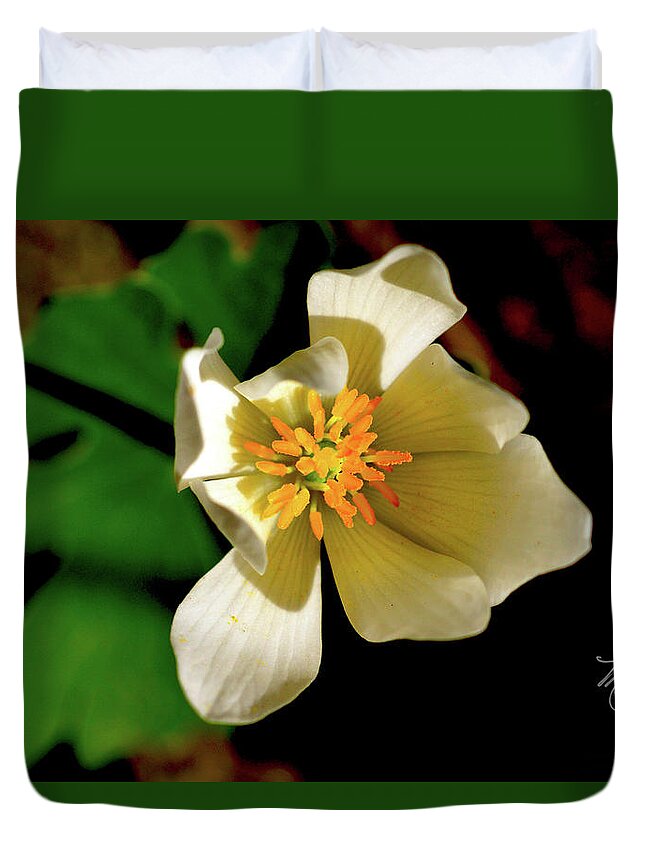Macro Photography Duvet Cover featuring the photograph Bloodroot White Flower by Meta Gatschenberger