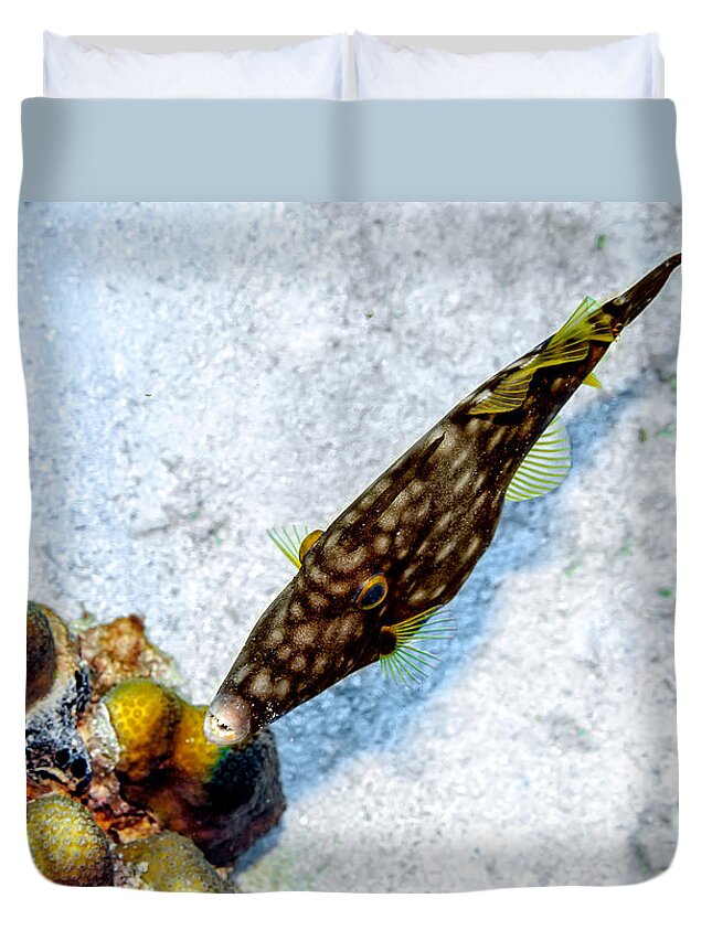 Whitespotted Filefish Duvet Cover featuring the photograph Whitespotted Filefish by Perla Copernik