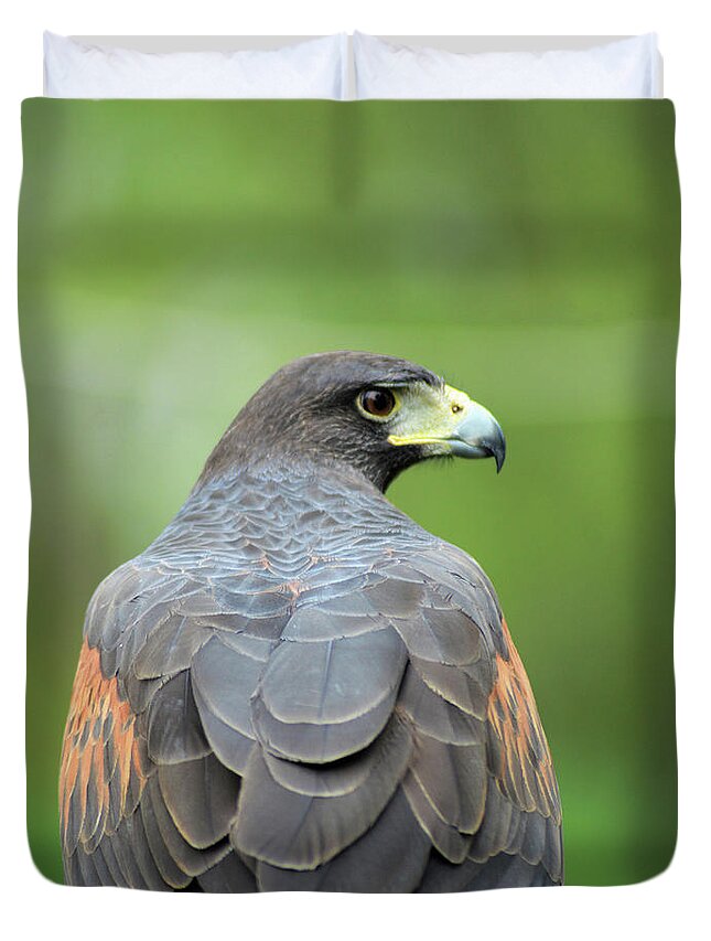 Harris's Hawk Duvet Cover featuring the digital art Who Goes there by Kathy Kelly