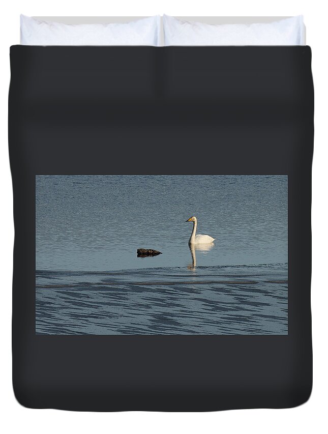 Bird Duvet Cover featuring the photograph Whooper Swan at the Ice Edge by Pekka Sammallahti