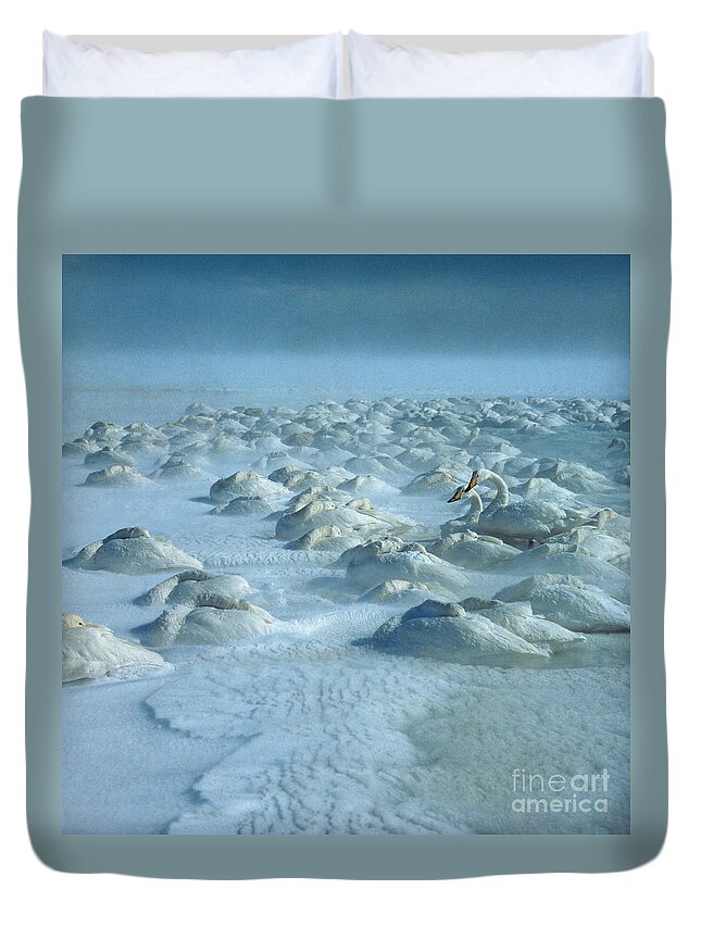 Whooper Swan Duvet Cover featuring the photograph Whooper Swans in Snow by Teiji Saga and Photo Researchers
