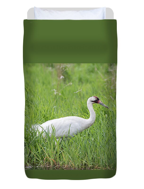 Whooping Crane (grus Americana) Duvet Cover featuring the photograph Whooping Crane 2017-2 by Thomas Young