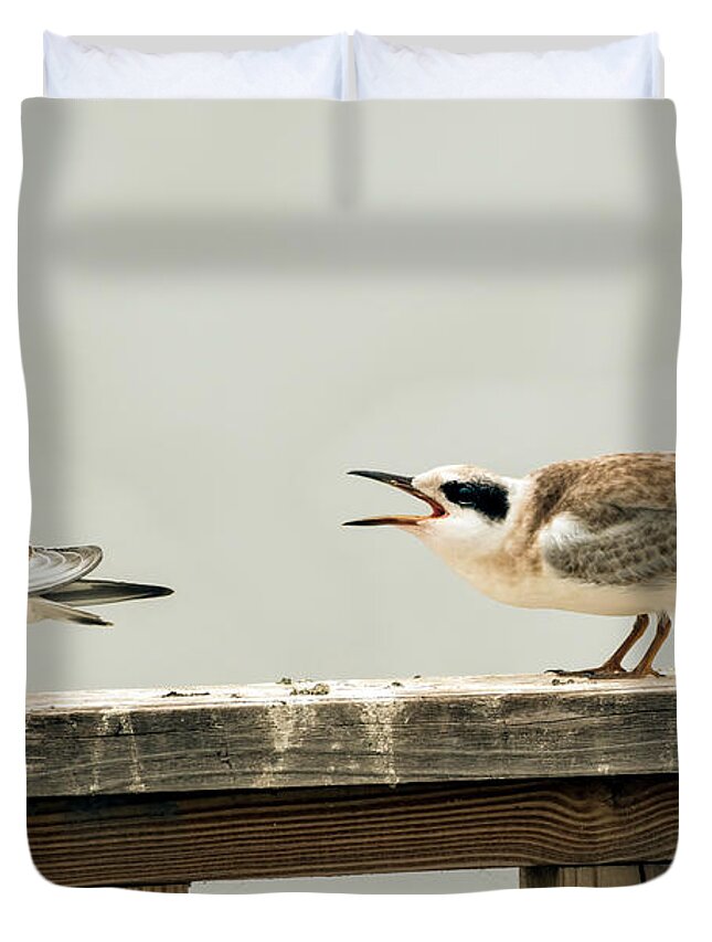 Terns Duvet Cover featuring the photograph Why won't you listen by Sam Rino