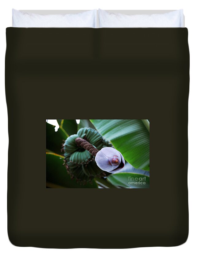 Banana Plant Duvet Cover featuring the photograph Wild Banana's by Robert Meanor