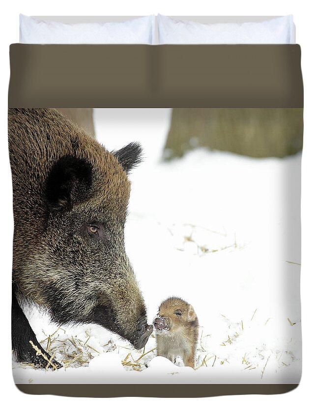 Adult Female Duvet Cover featuring the photograph Wild Boar Mother And Baby by Duncan Usher