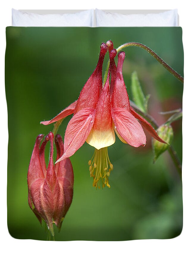 Nature Duvet Cover featuring the photograph Wild Columbine Aquilegia canadensis DSPF0358 by Gerry Gantt