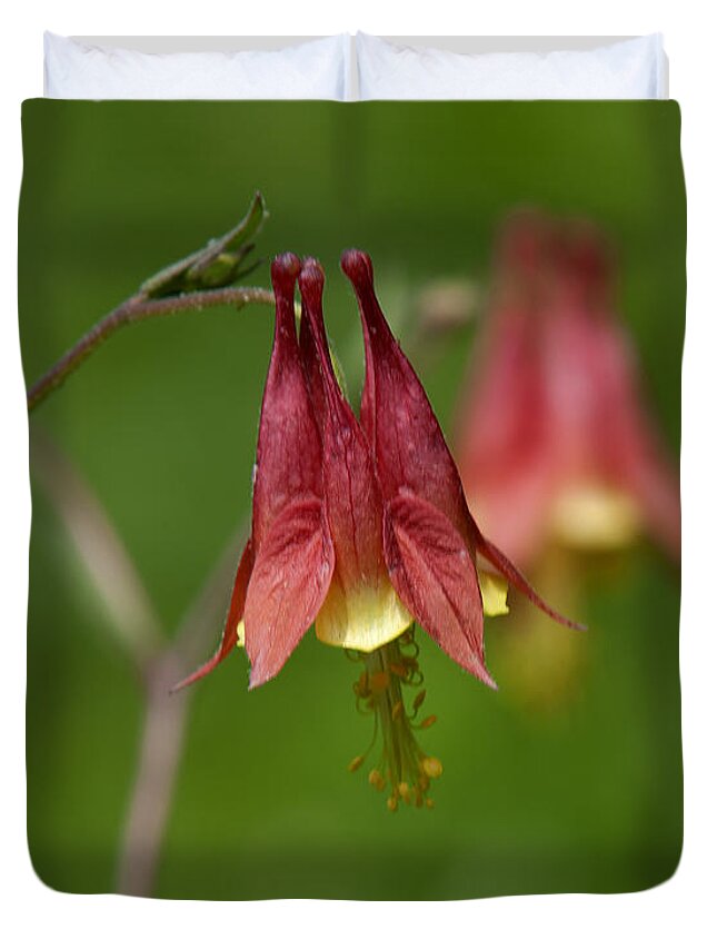 Nature Duvet Cover featuring the photograph Wild Columbine Aquilegia canadensis DSPF0361 by Gerry Gantt