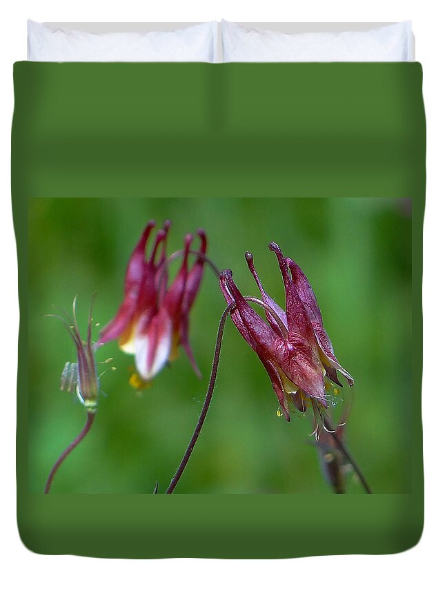 Columbine Flower Duvet Cover featuring the photograph Wild Columbine - Aquilegia canadensis by Blair Wainman