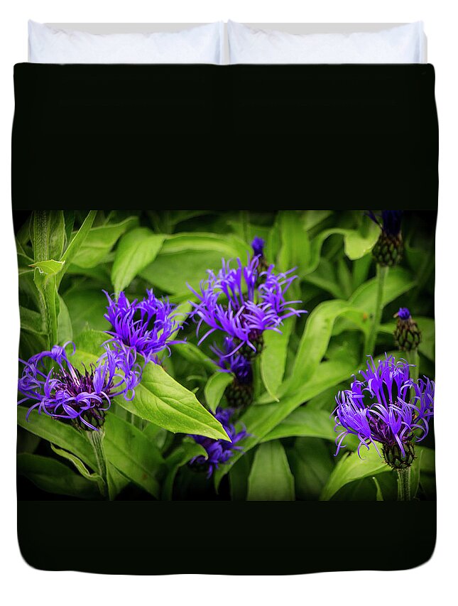 Flowers Duvet Cover featuring the photograph Wild Cornflowers in Iceland by Venetia Featherstone-Witty