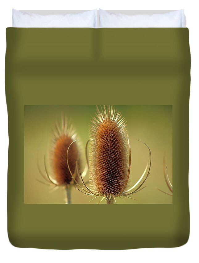 Teasel Duvet Cover featuring the photograph Wild Teasel by Bruce Patrick Smith