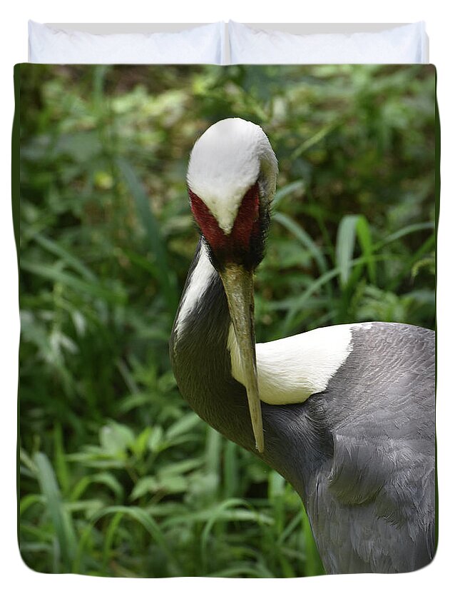 White-naped-crane Duvet Cover featuring the photograph Wild Whine Naped Crane Bird in a Marshy Area by DejaVu Designs