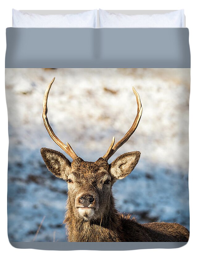 Stag Duvet Cover featuring the photograph Wild Winter Stag by Neil Crawford