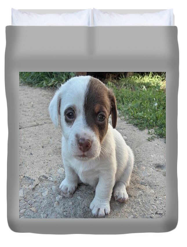 Puppy Jack Russell Terrior Dog Dogs Pets Animals Domestic Puppies Cute Duvet Cover featuring the photograph Will You Be My Friend by Andrea Lawrence