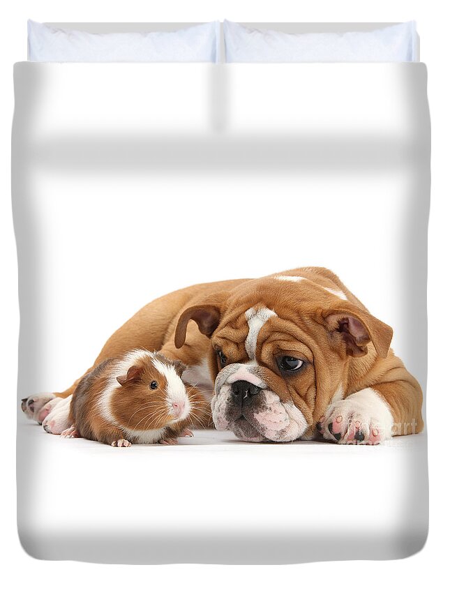 Guinea Pig Duvet Cover featuring the photograph Will you be my Friend? by Warren Photographic
