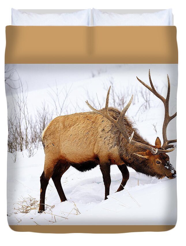 Elk Duvet Cover featuring the photograph Winter Bull by Greg Norrell