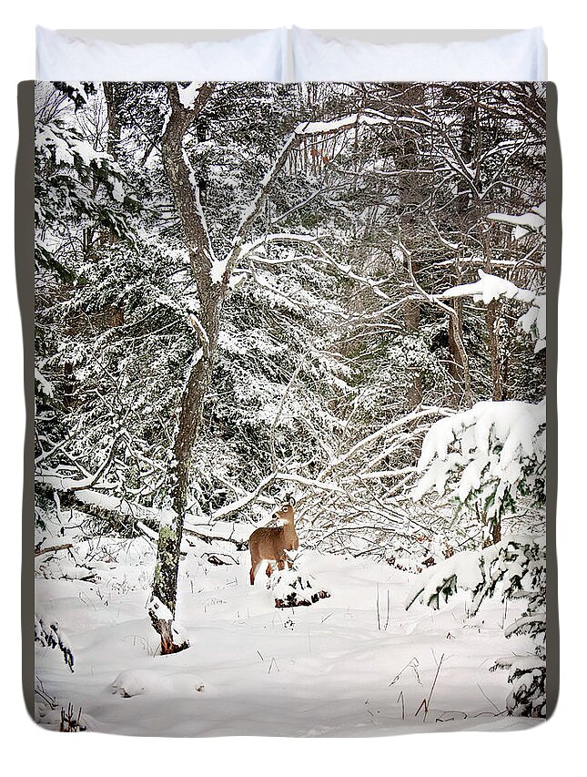 Winter Deer In The Forest Print Duvet Cover featuring the photograph Winter Deer in the Forest by Gwen Gibson