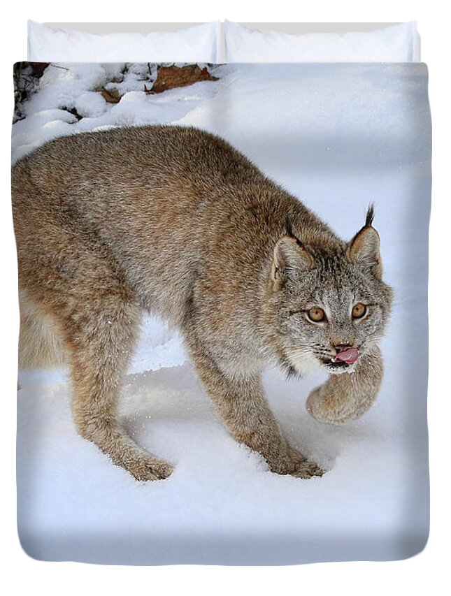Lynx Duvet Cover featuring the photograph Winter Forage by Steve McKinzie
