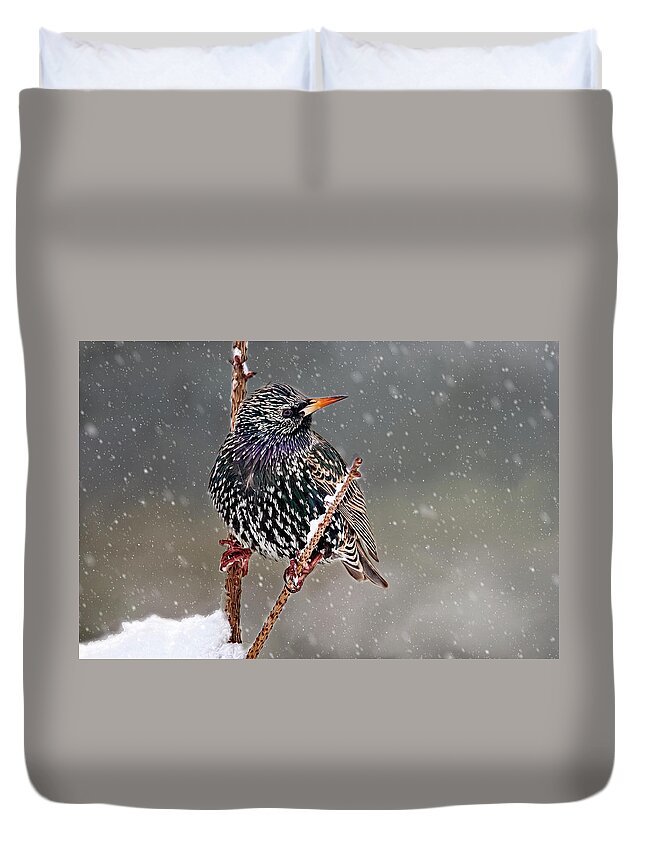 Starling Duvet Cover featuring the photograph Winter Starling 2 by Cathy Kovarik