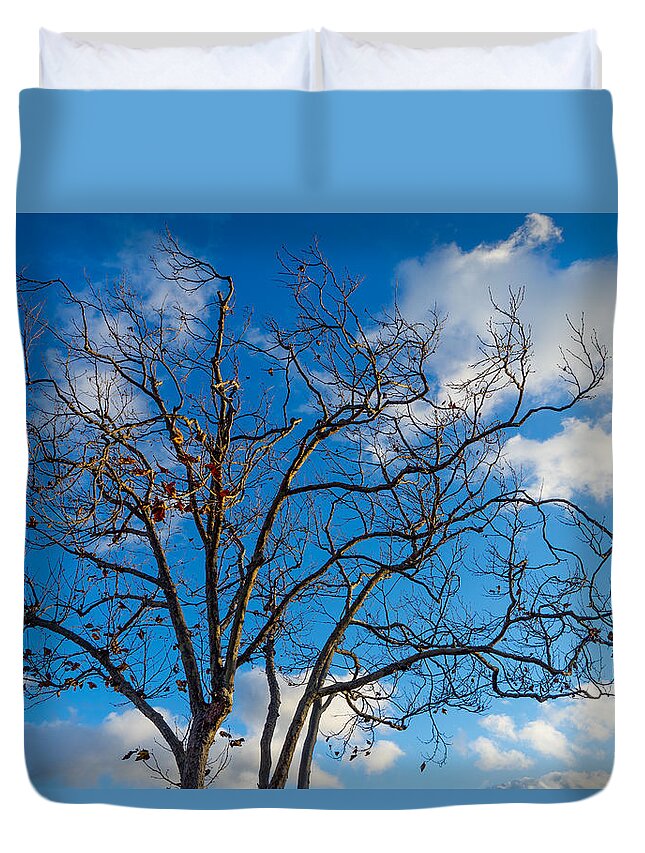 Tree Duvet Cover featuring the photograph Winter's Tree by Derek Dean