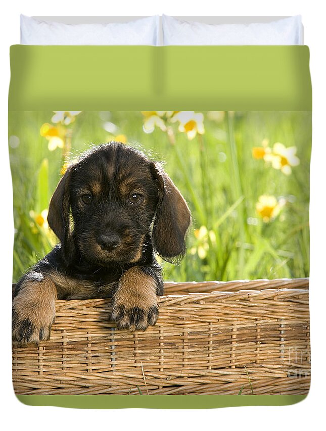 Dachshund Duvet Cover featuring the photograph Wire-haired Dachshund Puppy by Jean-Louis Klein and Marie-Luce Hubert