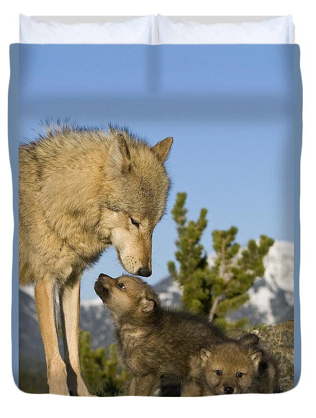 Gray Wolf Duvet Cover featuring the photograph Wolf Babysitter by Jean-Louis Klein & Marie-Luce Hubert