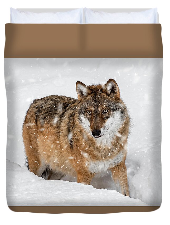 Gray Wolf Duvet Cover featuring the photograph Wolf Hunting in Winter by Arterra Picture Library