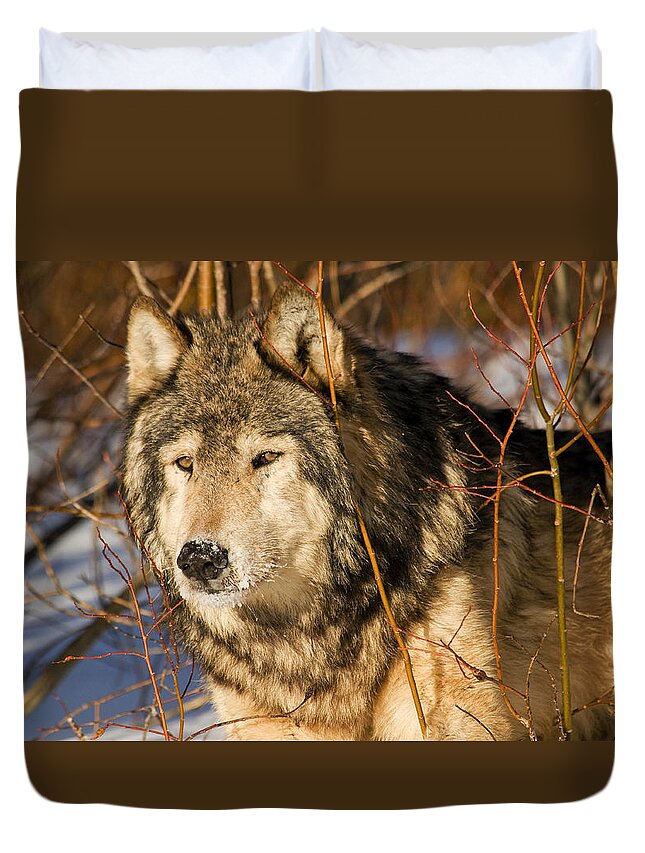 Wolf Duvet Cover featuring the photograph Wolf in Brush by Scott Read