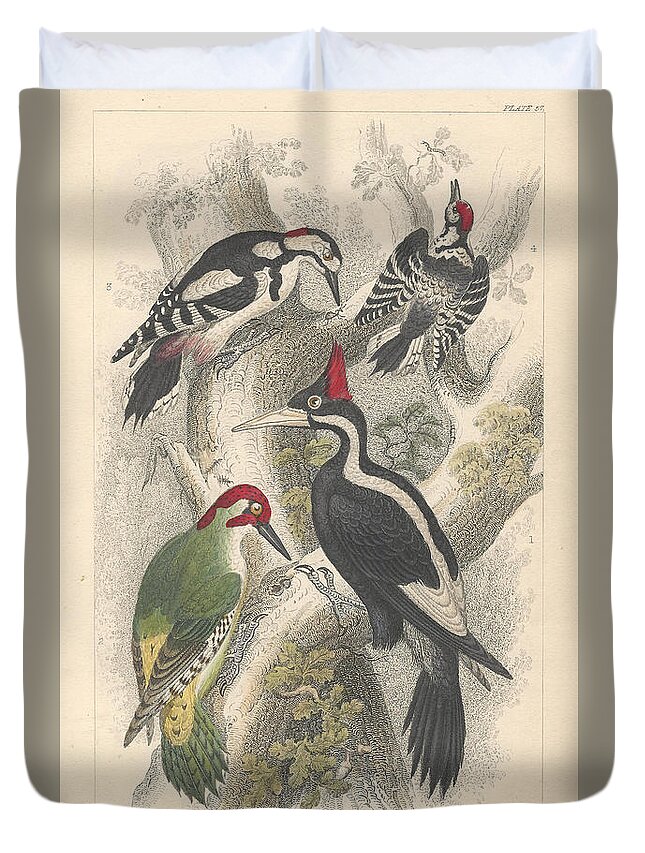 Antique Prints Duvet Cover featuring the drawing Woodpeckers by Dreyer Wildlife Print Collections 