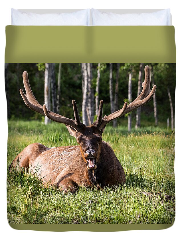 Bull Elk Duvet Cover featuring the photograph Yawning Bull Elk by Mindy Musick King