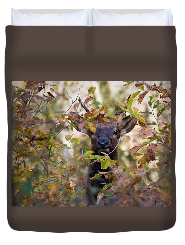 Yearling Elk Duvet Cover featuring the photograph Yearling Elk Peeking Through Brush by Michael Dougherty