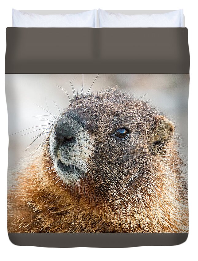 Marmot Duvet Cover featuring the photograph Yellow Bellied Marmot Close Up by Tony Hake