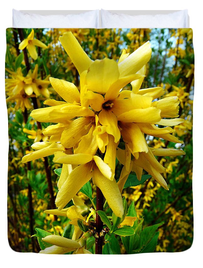 Forsythia Duvet Cover featuring the photograph Yellow Me by Jasna Dragun