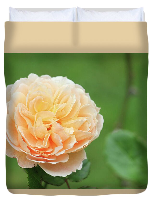 Kelly Hazel Duvet Cover featuring the photograph Yellow Rose in December by Kelly Hazel