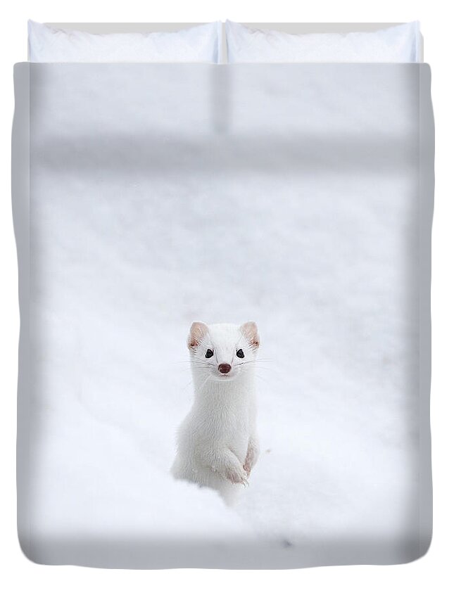 Ermine Duvet Cover featuring the photograph Yellowstone Ermine Too by Max Waugh