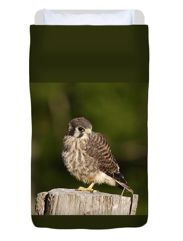 Birds Duvet Cover featuring the photograph Young American Kestrel by Randy Bodkins