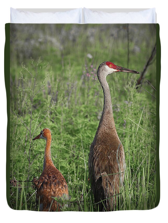 Bird Duvet Cover featuring the photograph Young and Adult Sandhills by Tom Claud
