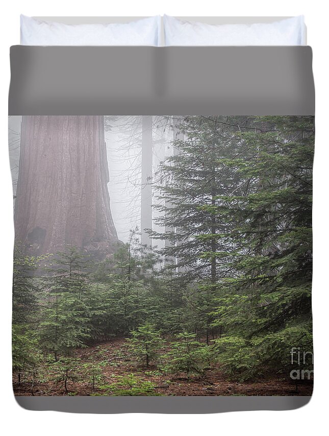 Sequoia National Park Duvet Cover featuring the photograph Young and Old by Peggy Hughes