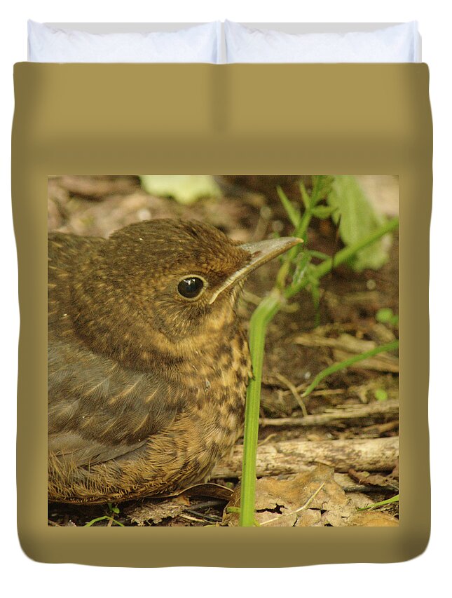 Young Duvet Cover featuring the photograph Young Blackbird Closeup by Adrian Wale