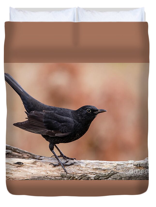 Blackbird Duvet Cover featuring the photograph Young Blackbird by Torbjorn Swenelius