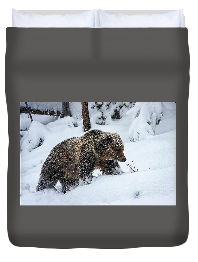 Mark Miller Photos Duvet Cover featuring the photograph Young Grizzly in Blizzard by Mark Miller