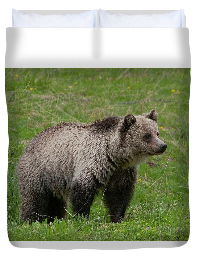 Grizzly Duvet Cover featuring the photograph Young Grizzly by Mark Miller