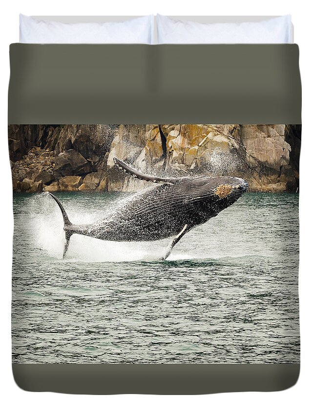 Alaska Duvet Cover featuring the photograph Young Humpback Whale Breaching for Fun by Joni Eskridge