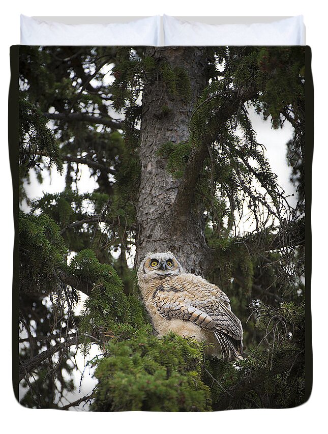 Owl Duvet Cover featuring the photograph Young Owl in Tree by Bill Cubitt