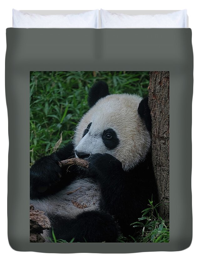 Panda Duvet Cover featuring the photograph Young Panda chillin by Ronda Ryan