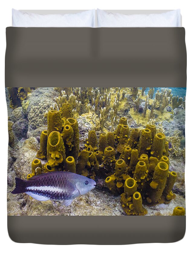 Ocean Duvet Cover featuring the photograph Young Queen by Lynne Browne