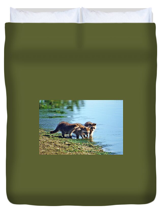Raccoon Duvet Cover featuring the photograph Young Raccoons by Ted Keller