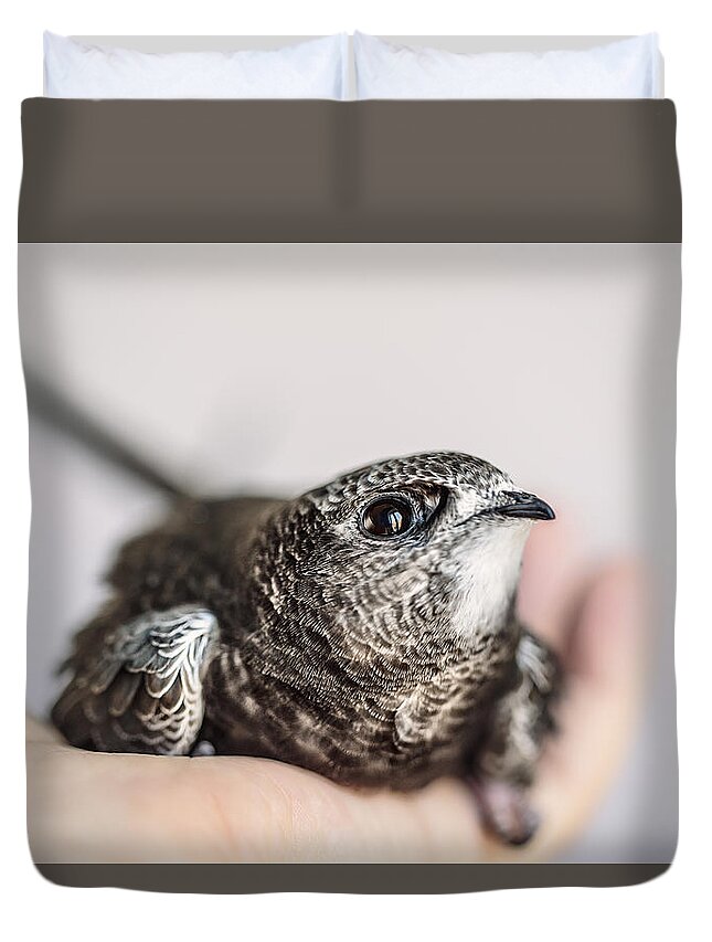 Swift Duvet Cover featuring the photograph Young Swift by Nailia Schwarz